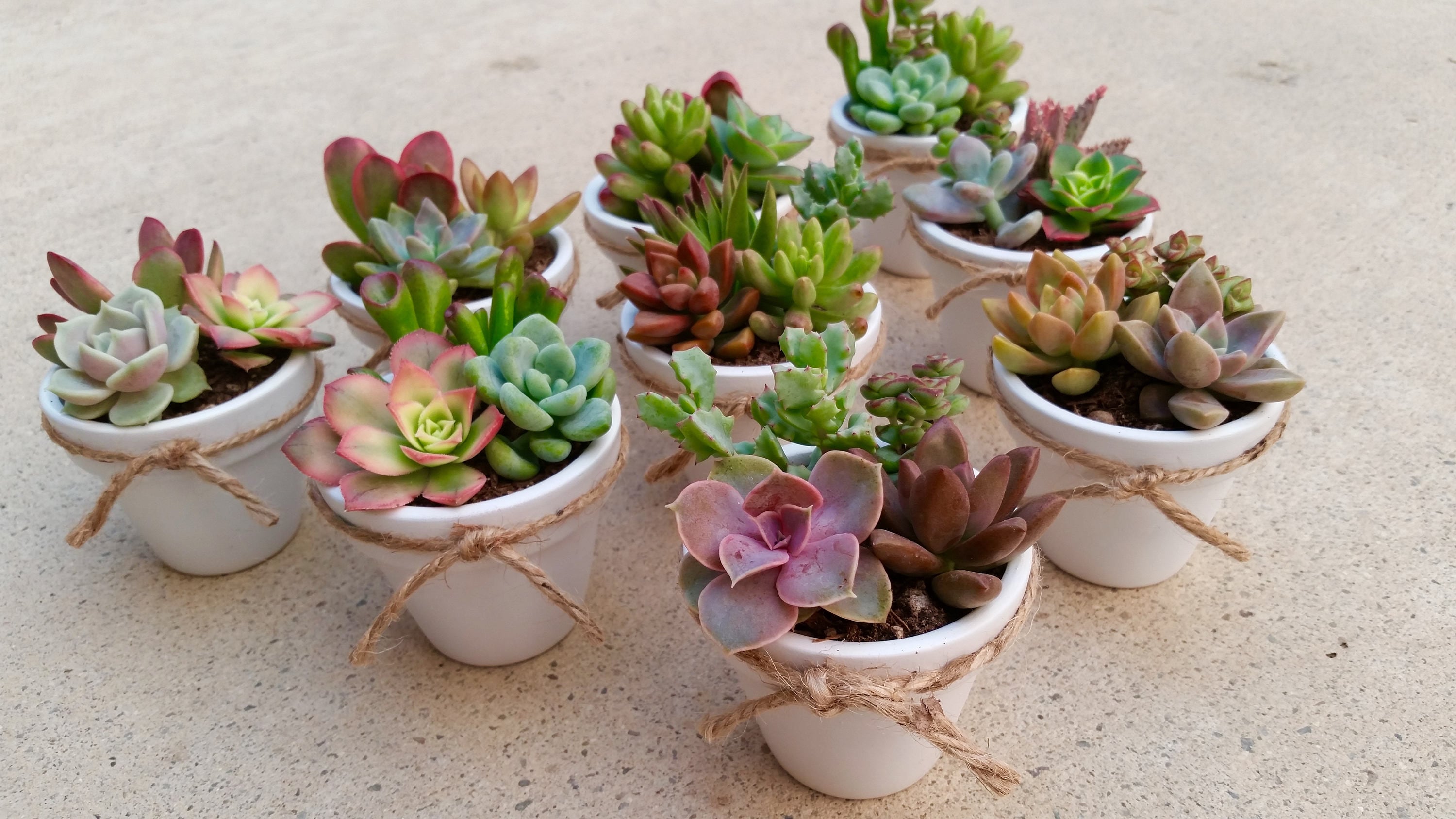 50 Succulent WEDDING Favors Succulent Bridal Shower favor Etsy