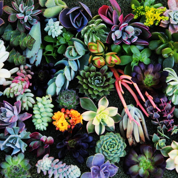 15 Succulent Cuttings succulent clippings succulent plants colorful succulent cuttings bulk succulents wholesale succulent plants