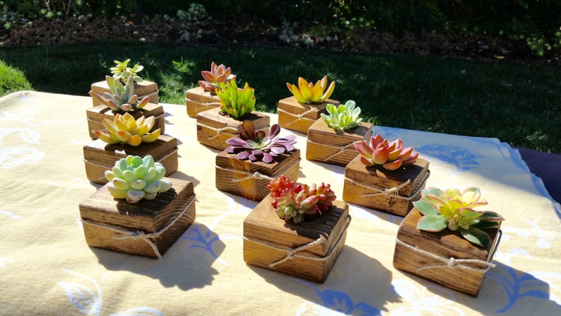 bat mitzvah party birthday holiday table Baby shower 10 Succulent WEDDING Favors school cowrker gift Bridal Shower favor craft