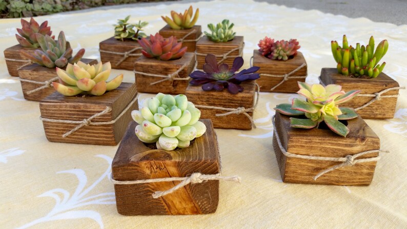 bat mitzvah party birthday holiday table Baby shower 10 Succulent WEDDING Favors school cowrker gift Bridal Shower favor craft