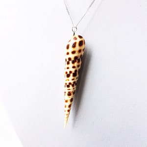 May include: A silver chain necklace with a brown and white seashell pendant. The seashell is long and pointed, with a spiral pattern.