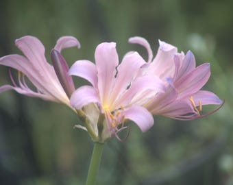 Naked Lady, Old Fashioned, Suprise Lily, Lycoris Squamigera, Delicate Pink Perennial, zones 5 - 10 Bulbs, OPTIONS/Buy More Save More