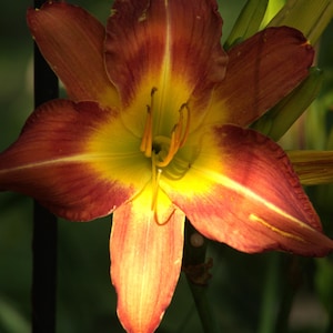 Daylily/ Purple Waters 1942 Heirloom /1 bare root/ red / Tall
