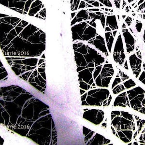 May include: A black and white photograph of a tree branch with a white background. The branches are thin and delicate, creating a web-like pattern.
