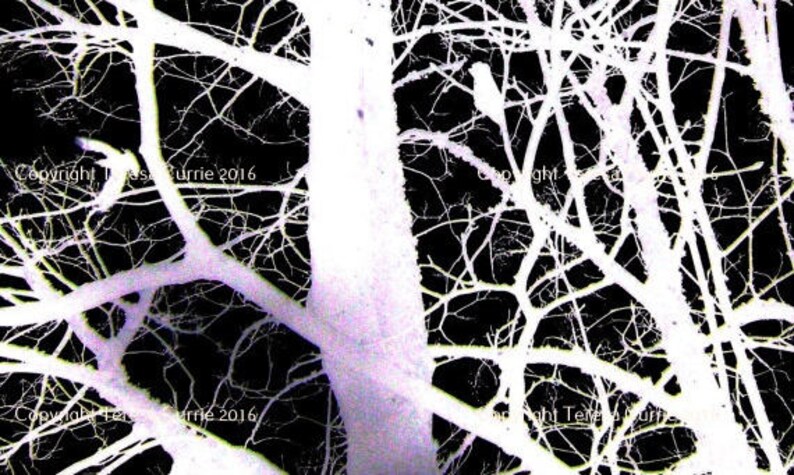 May include: A black and white photograph of a tree branch with a white background. The branches are thin and delicate, creating a web-like pattern.
