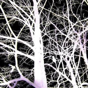 May include: A black and white photograph of a bare tree with branches reaching up towards the sky. The tree is silhouetted against a dark background.