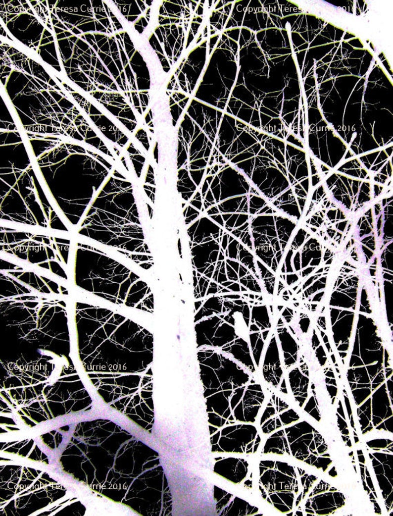 May include: A black and white photograph of a bare tree with branches reaching up towards the sky. The tree is silhouetted against a dark background.