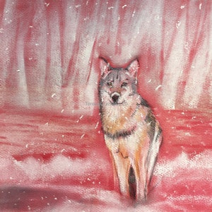 May include: A gray wolf stands in a snowy forest with a red background. The wolf is looking directly at the viewer. The snow is falling around the wolf.