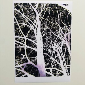 May include: A black and white photograph of bare tree branches against a dark background. The branches are white and the background is black. The branches are arranged in a random pattern.
