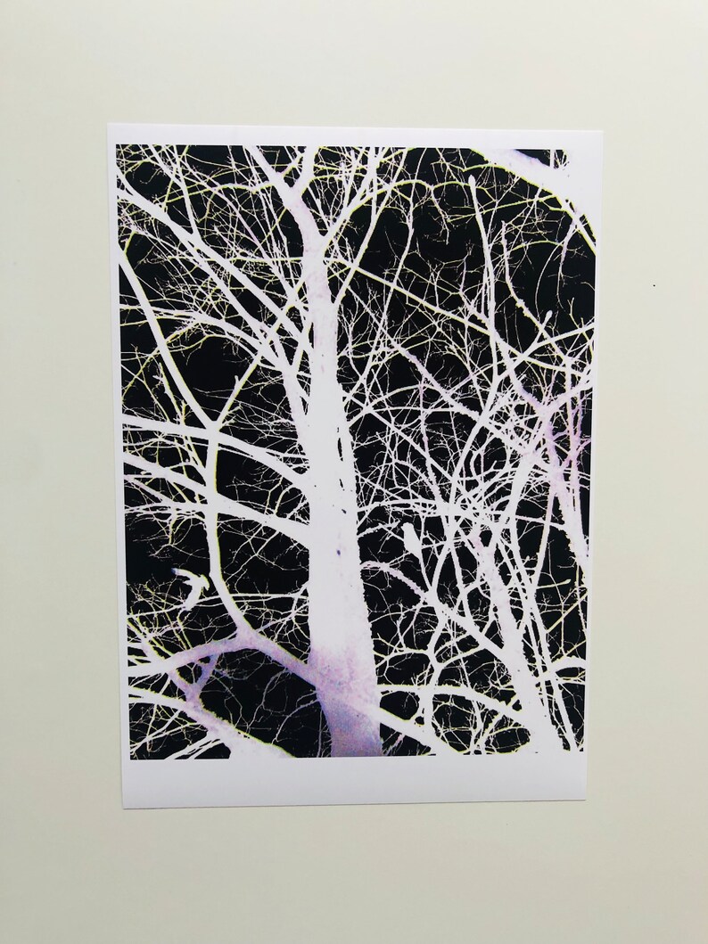 May include: A black and white photograph of bare tree branches against a dark background. The branches are white and the background is black. The branches are arranged in a random pattern.