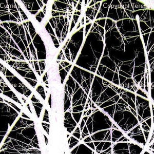 May include: A black and white image of a tree with bare branches. The branches are thin and delicate, and they create a complex network of lines. The image is abstract and evocative, and it suggests the beauty of nature.