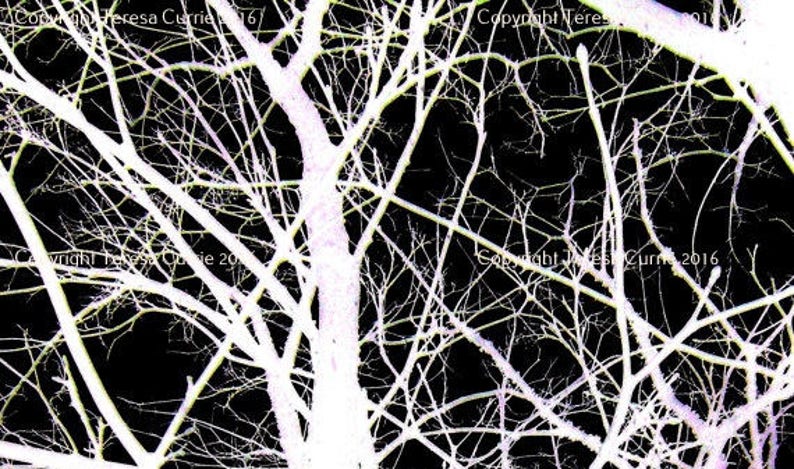 May include: A black and white image of a tree with bare branches. The branches are thin and delicate, and they create a complex network of lines. The image is abstract and evocative, and it suggests the beauty of nature.