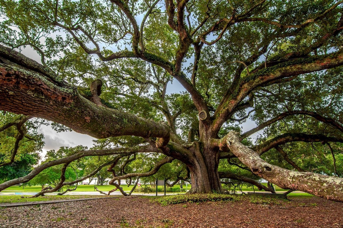The Friendship Oak Long Beach Mississippi Photograph by Gulf Coast