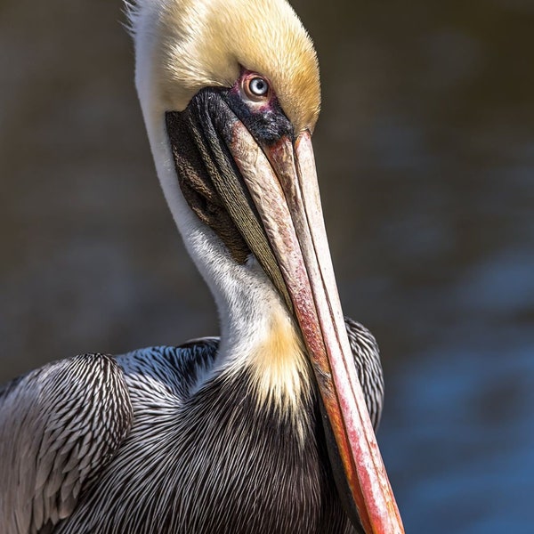 Brown Pelican - Old Blue Eyes Ocean Springs, Mississippi Photograph by Gulf Coast Photographer David Salters