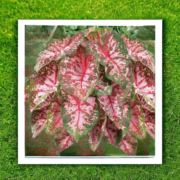 Caladium bulbs pink green Carolyn Wharton 10 large #1