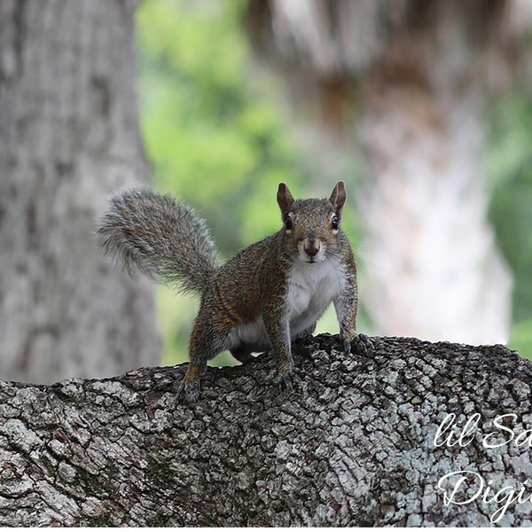 squirrel photograpy, squirrel photo, squirrel printable, digital download, photography download, animal photography, nature photography