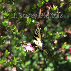 Butterfly Photography: High-Resolution Nature Photo (Digital File)