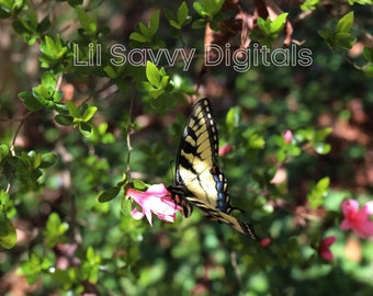 Butterfly photography, Butterfly photos, Butterfly stock photo, nature photography, butterfly print, digital file, nature photos