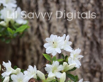 Fotografía de flor de azalea blanca: Impresión de naturaleza (archivo digital)