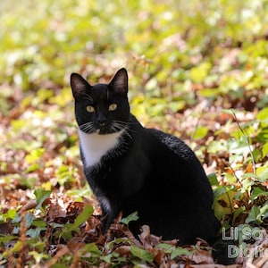 Black and White Cat Photo: High-Resolution Animal Stock (Digital File)