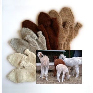 May include: A collection of knitted mittens in various natural colors, including beige, brown, and gray. The mittens are arranged in a fan shape. An inset image shows several alpacas.