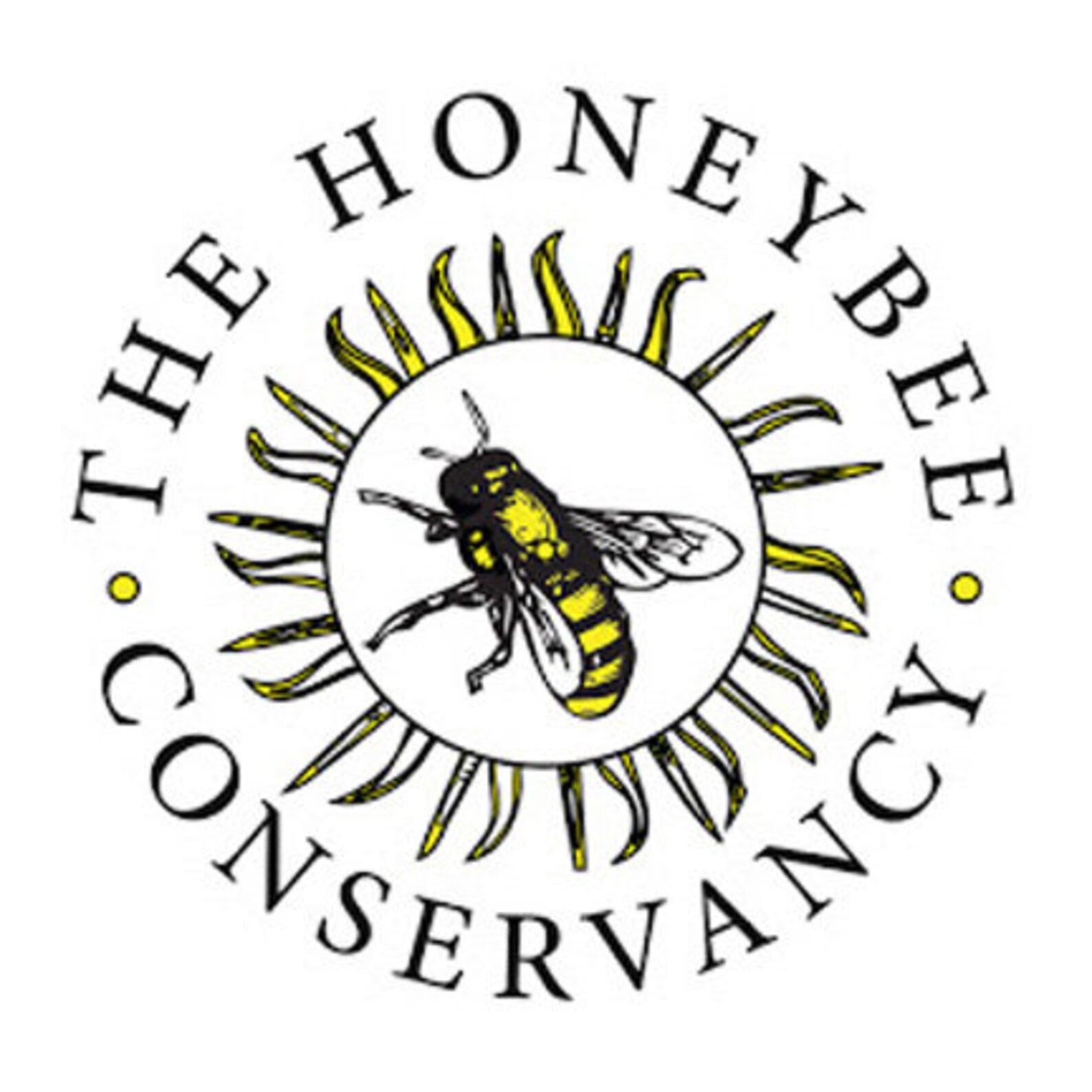 Disappearing bees essay 08 image