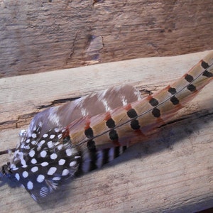 Puede incluir: Una pluma de faisán marrón, negro y blanco con un lazo de metal plateado en el extremo. La pluma está sobre una superficie de madera.