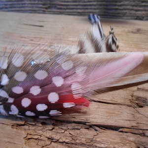 Puede incluir: Una pluma manchada de rosa, blanco y marrón con un acento rojo. La pluma está sobre una superficie de madera.