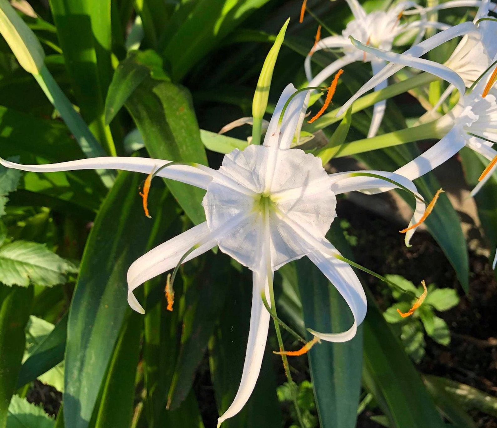 Swamp Spider Lily Bulb Hymenocallis littoralis White Plant Etsy