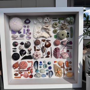 May include: A white framed shadow box filled with a variety of seashells, sea urchins, and coral. The collection includes shells in shades of white, pink, orange, black, and purple. The arrangement is on a white background.