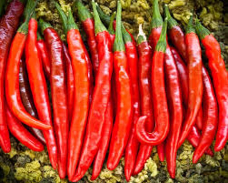 HOT CAYENNE PEPPER Seeds 10 Fresh seed ready to plant in