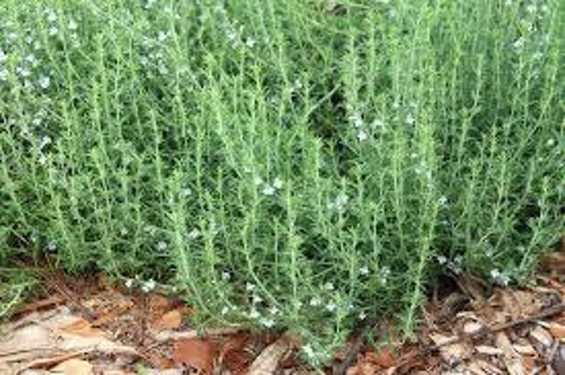 SUMMER SAVORY HERB Seeds 50 fresh seeds ready to plant in your garden