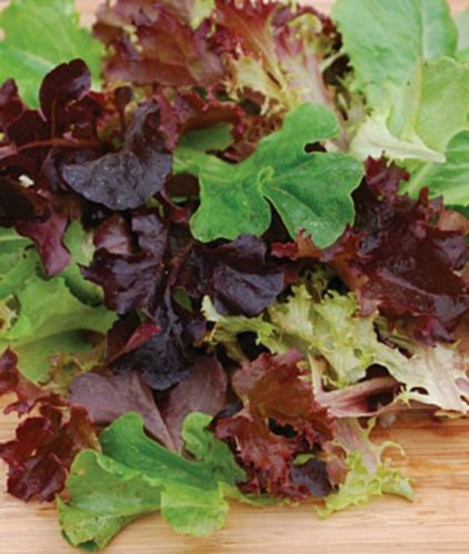 VEGETABLE SEEDS 50 Fresh LETTUCE Seed Ready to Plant in Your Etsy