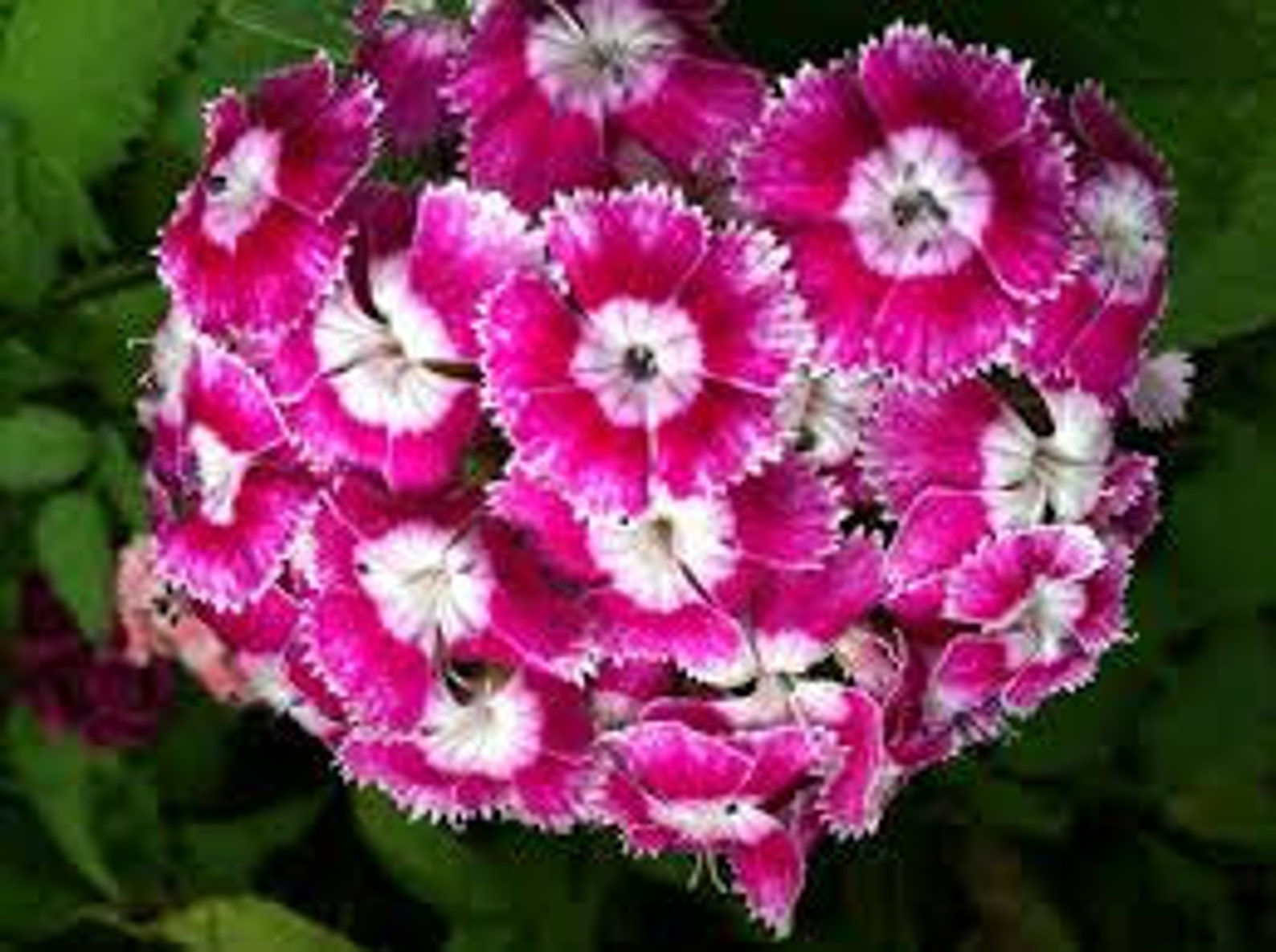 SWEET WILLIAM FLOWER Seeds 25 Fresh seed ready to plant in | Etsy