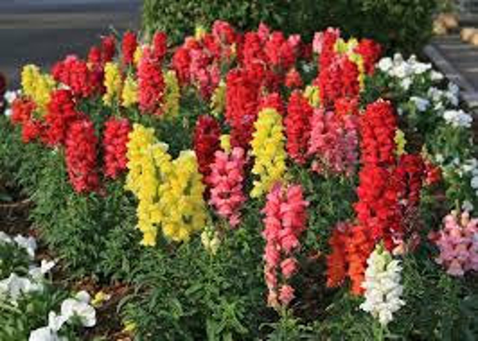 SNAPDRAGON FLOWER SEEDS 25 Fresh seed ready to plant in your Etsy
