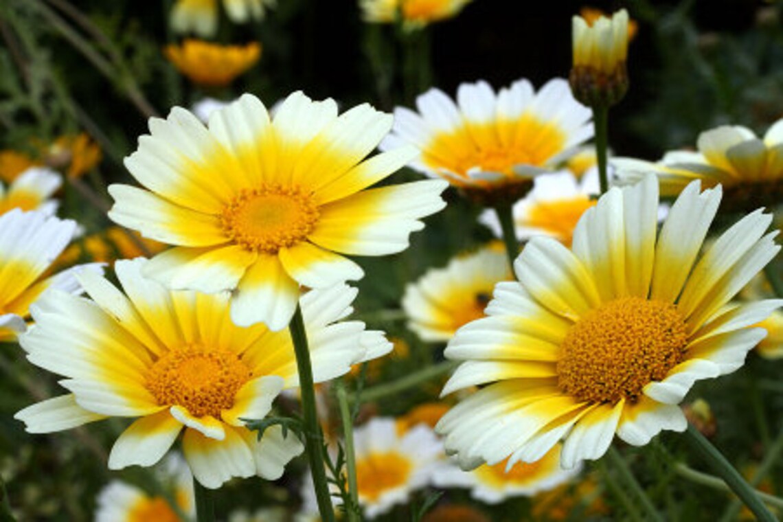 Garland DAISY Flower SEEDS 25 Fresh seeds ready to plant in Etsy