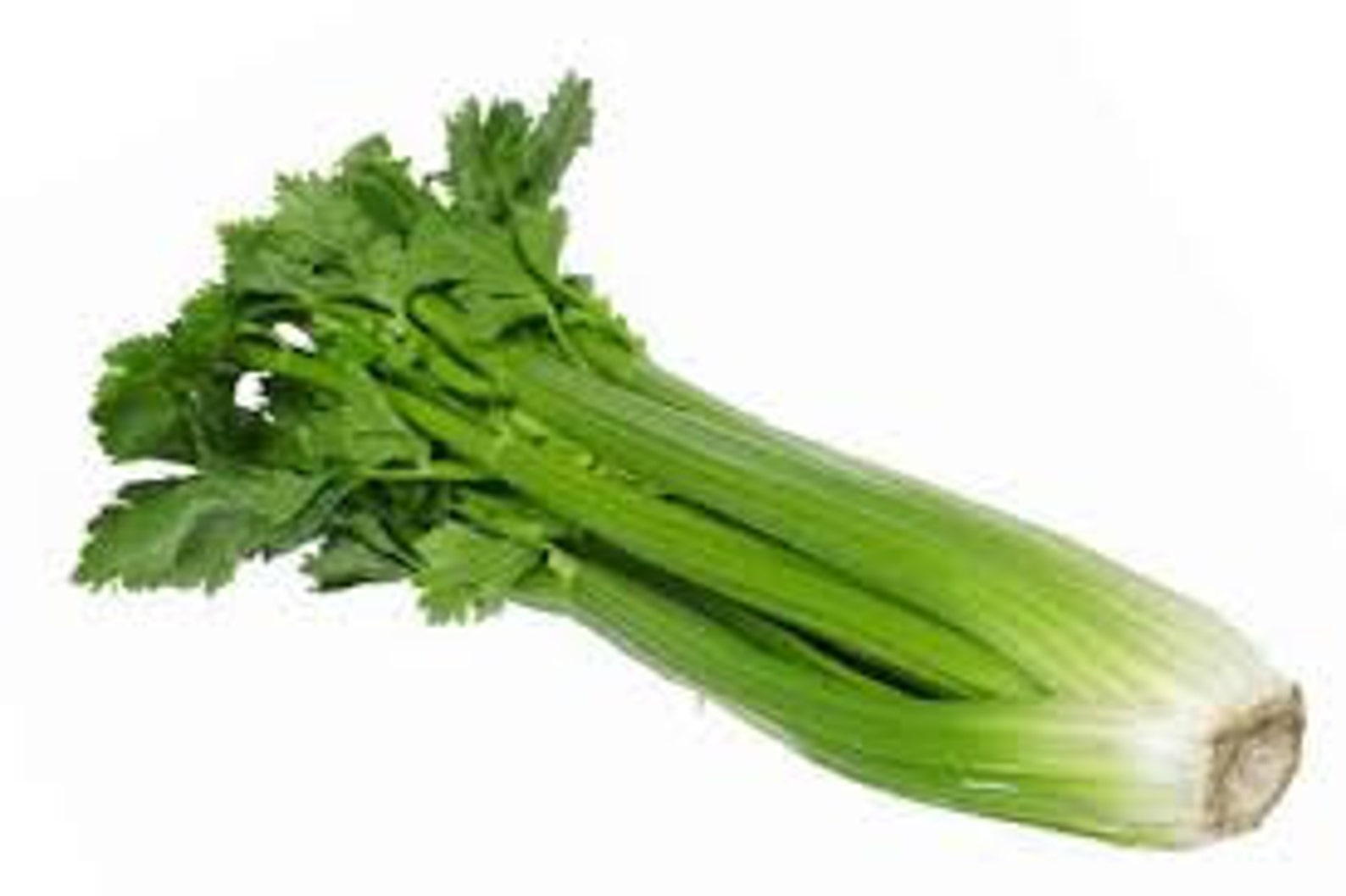 CELERY STALK SEEDS 50 Fresh Vegetable Seeds Ready to Plant in Etsy