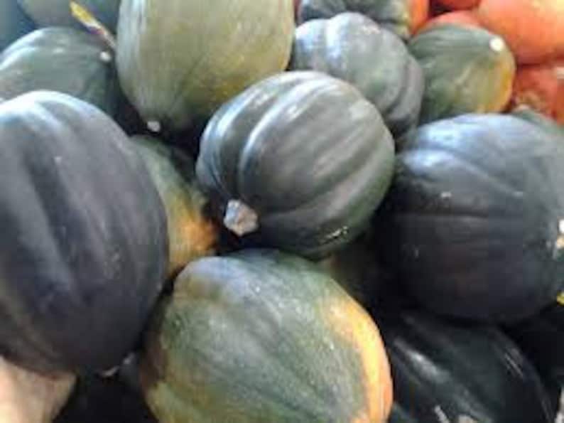 ACORN SQUASH SEEDS 5 Fresh Seeds Ready to Plant in Your Garden Etsy