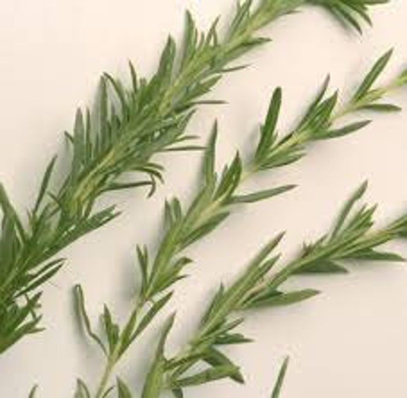 SUMMER SAVORY HERB Seeds 50 fresh seeds ready to plant in your garden