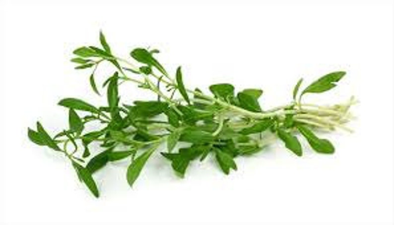SUMMER SAVORY HERB Seeds 50 fresh seeds ready to plant in your garden