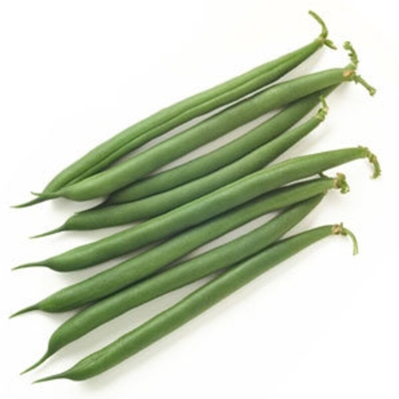 GREEN STRING BEANS Bush 5 Fresh Vegetable Seed Ready to Plant Etsy