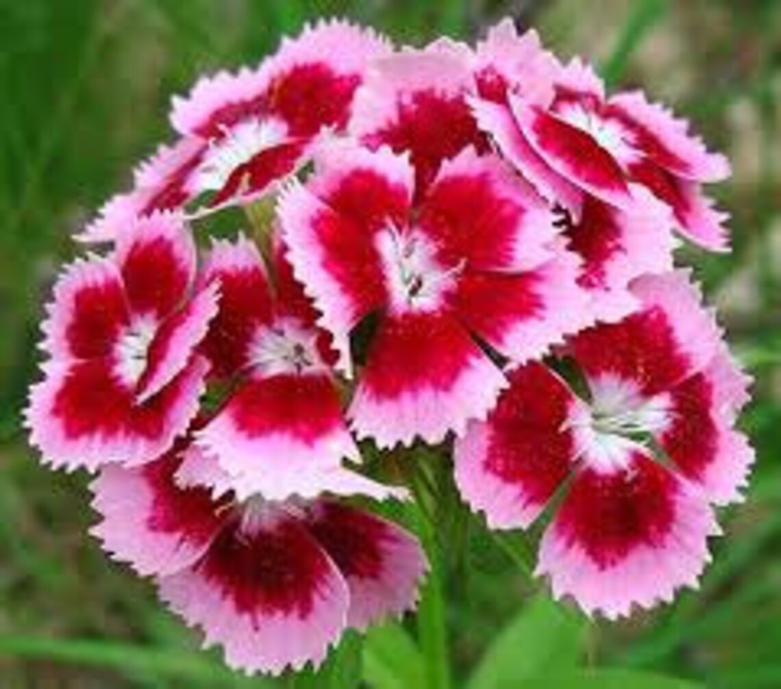 SWEET WILLIAM FLOWER Seeds 25 Semillas frescas listas para Etsy