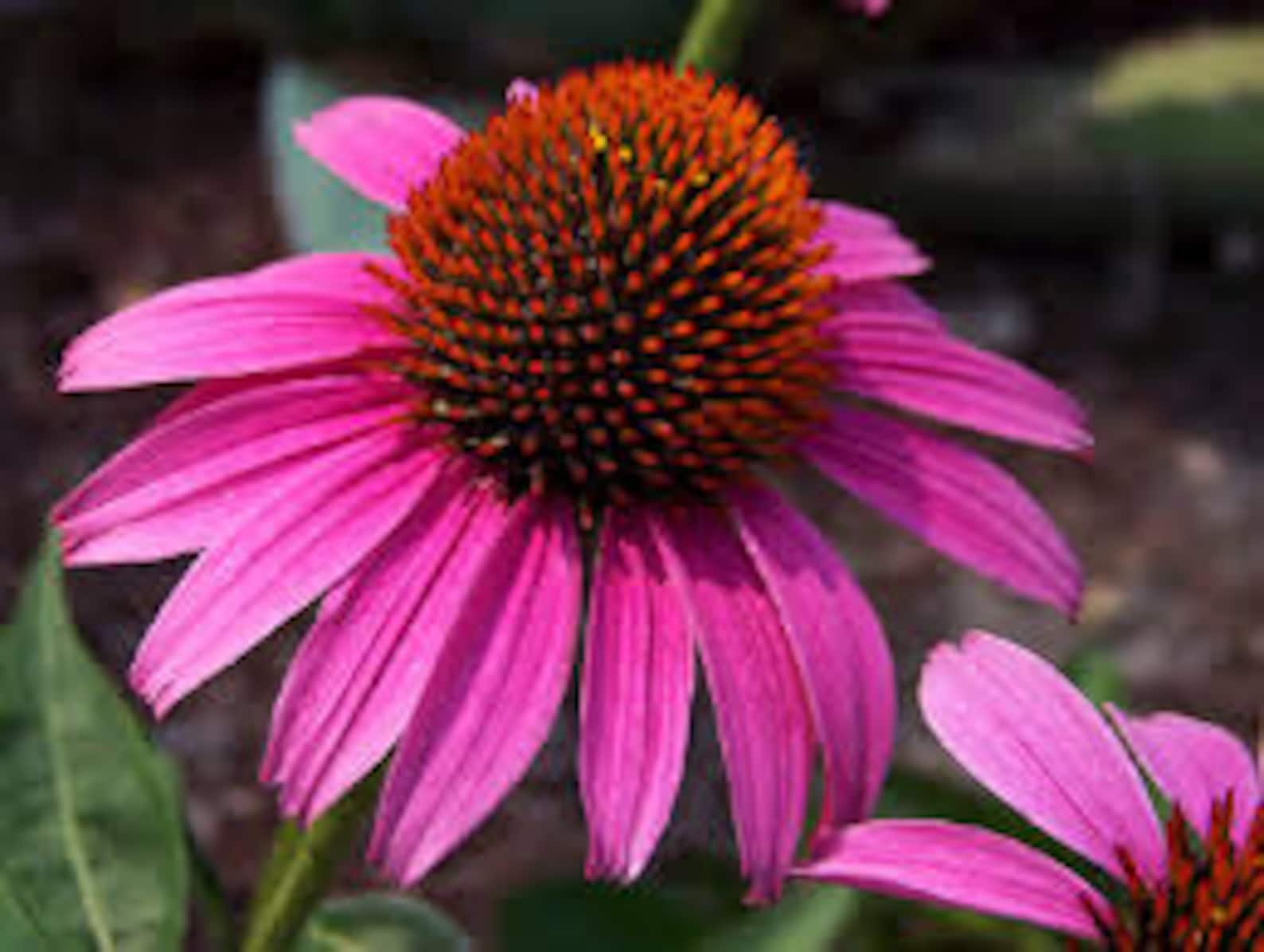 PERENNIAL FLOWER SEEDS 25 Fresh Coneflower seed ready to plant Etsy