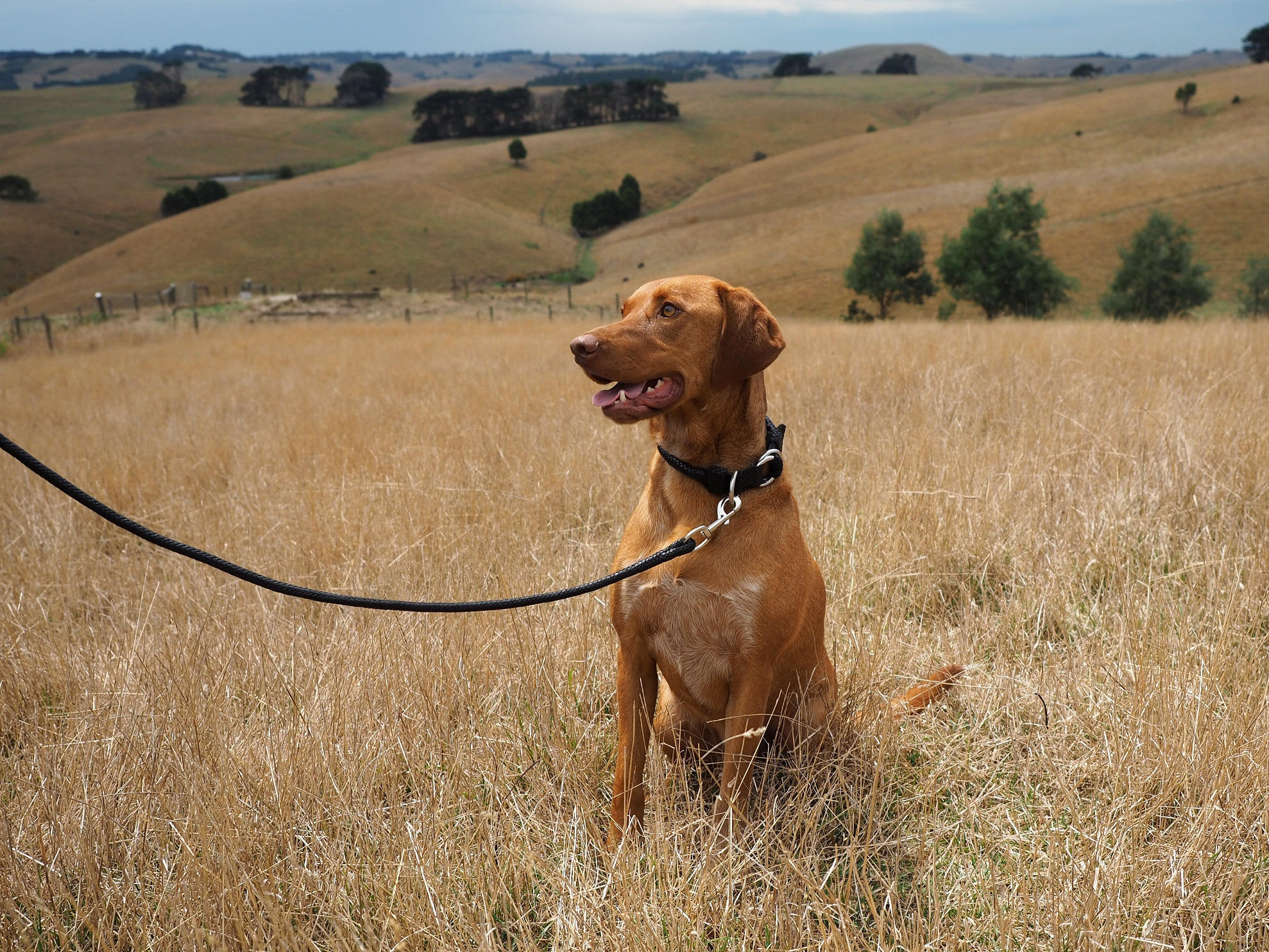 Dog Lead & Collar Set in Plaited Kangaroo Leather Etsy Australia