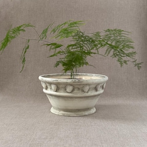 May include: A decorative, off-white ceramic planter with a seashell design, holding a green fern plant. The planter has a wide, rounded shape with a pedestal base. The fern's delicate fronds extend outward, creating a natural, elegant display.