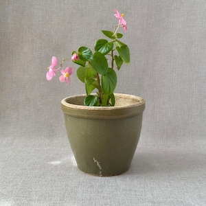 May include: A small green ceramic pot containing a pink flowering plant. The plant has several pink flowers and green leaves.