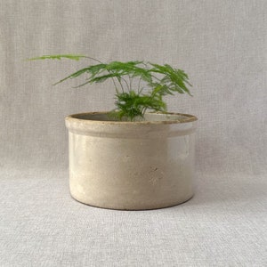 May include: A white ceramic planter with a green fern plant inside. The planter has a simple, rounded shape and a slightly textured surface.