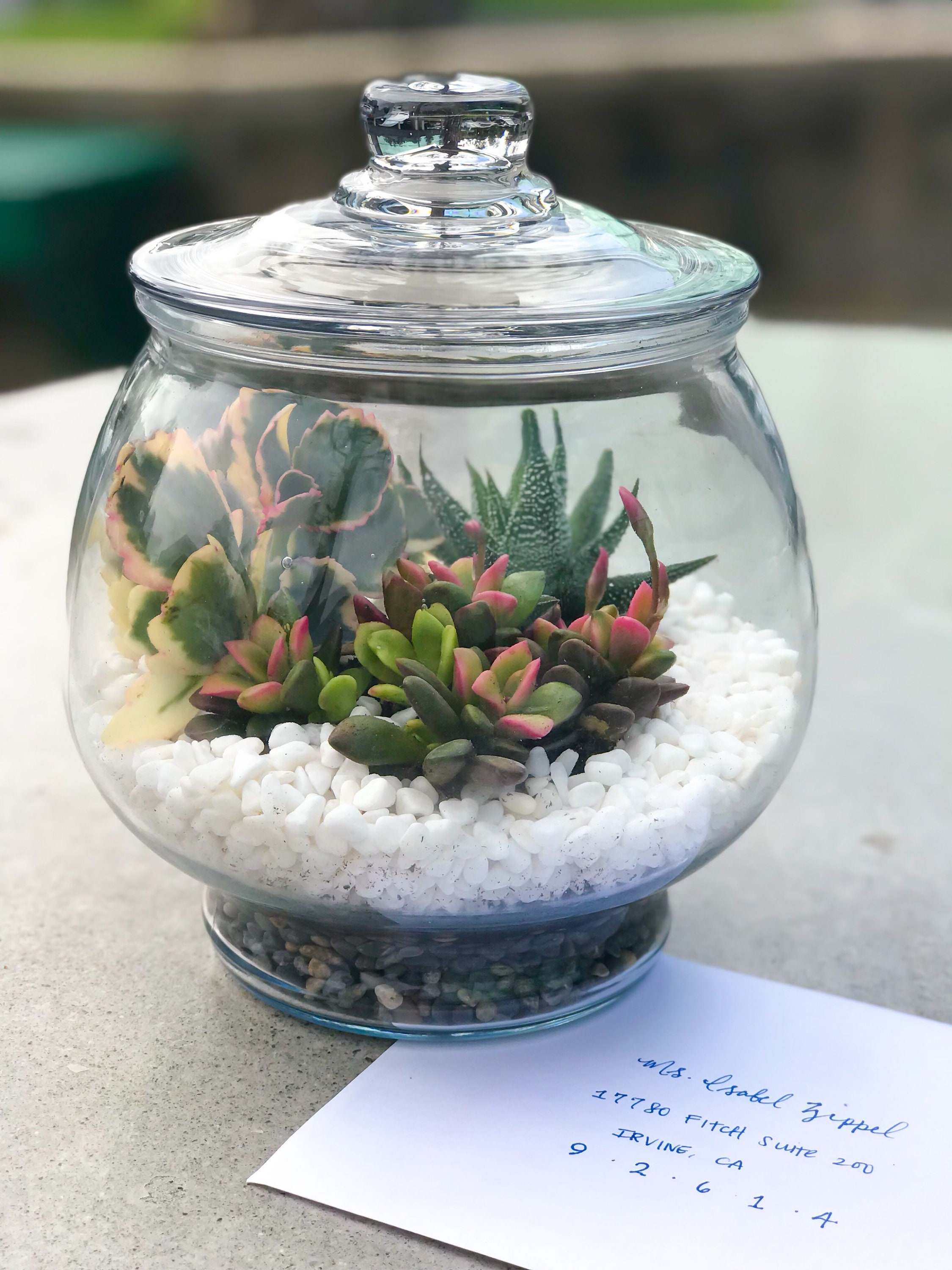 Succulent Terrarium Succulent Arrangement REAL LIVE PLANTS ...