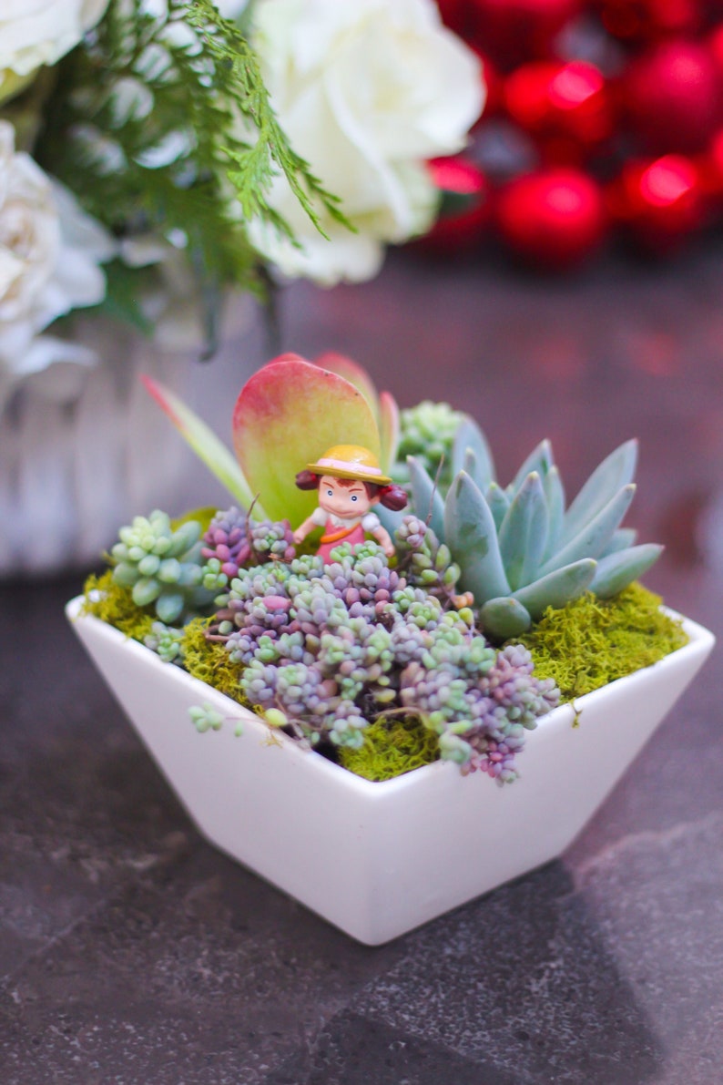 Succulent Arrangement Centerpiece Terrarium REAL LIVE
