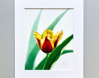 Spring Tulip - Giclée Print